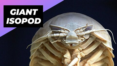 Giant Isopod 🪳 The Giant Cockroach Of The Sea