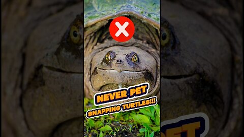 Dare to pet a snapping turtles at your own peril!