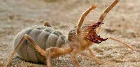 CENTIPEDE VS CAMEL Spider Epic battle of two monster - Amazing Wild Creatures