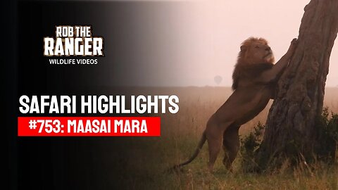 Safari Highlights #753: 10th February 2023 | Lalashe Maasai Mara | Latest Wildlife Sightings