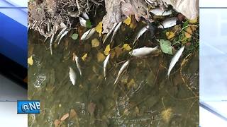 Fish die-off in Fox River