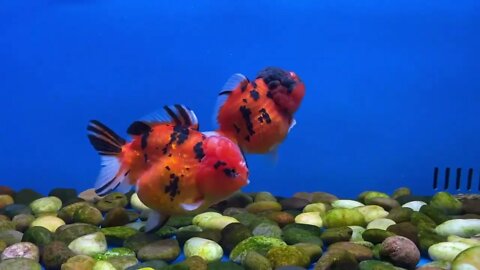 Big Giant Oranda Goldfish-4