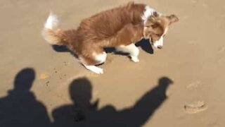 Cane tenta disperatamente di acchiappare un'ombra