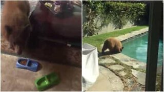 Ursos invadem casa para comer a comida dos gatos