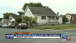 14 dogs rescued from illegal puppy mill operation in Dundalk