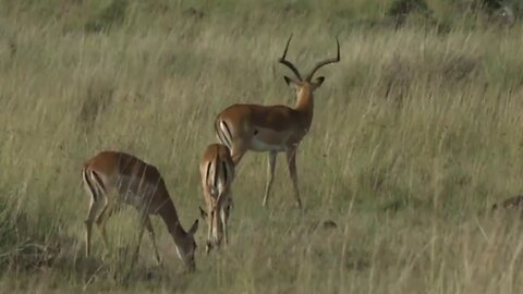 June 08, 2017 - Sunrise- Good Morning Jamie with Thompson Gazelle in the Mara