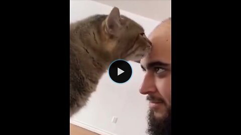 Cat is angry with his owner