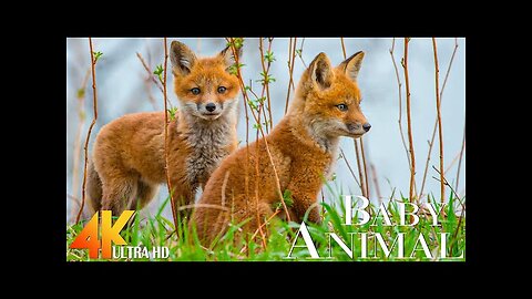 Animal Baby 4K - Wildlife Video Most Beautiful Of The Planet Earth Nature Beauty Video - Relax 4K