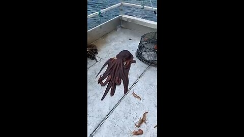 Giant Pacific Octopus Shapeshifter British Columbi
