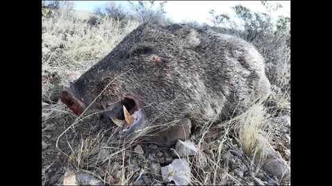 2022 New Mexico Archery Javelina Hunt with kill shot (not edited)