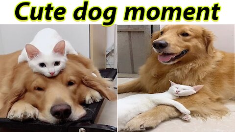 Cute dog moment: Golden retriever grooms his best friend cat which returns the love with a hug