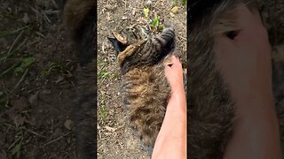 Fluffy Mancoon Cat Rollong In The Dirt! #shorts #cats #funnycats #bestcats
