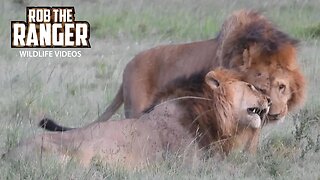 Lion Pride Relaxing In The Afternoon | Lalashe Maasai Mara Safari