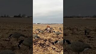 Golden Retriever Carrying a Heavy Goose 💪💪 #goldenretriever #birddog #goosehunting #waterfowl