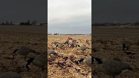 Golden Retriever Carrying a Heavy Goose 💪💪 #goldenretriever #birddog #goosehunting #waterfowl