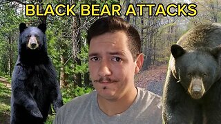 Black Bear Attacks have Been on the Rise