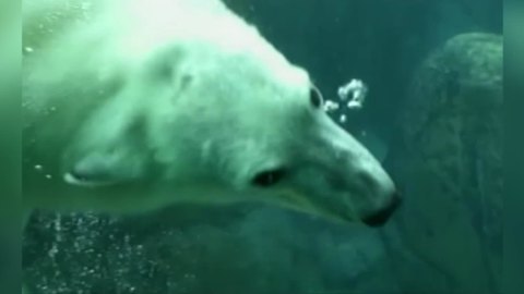 "Polar Bear Goes For a Swim, Plays with Camera Guy"