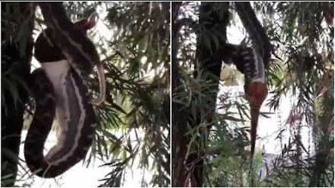 Un serpent pendu à un arbre décore un opossum