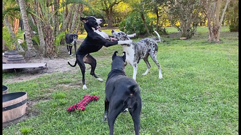 Digging & Dancing Great Dane Puppy Tires Out The Dog Pack