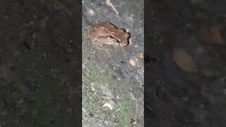 台灣的青蛙 Taiwanese frog