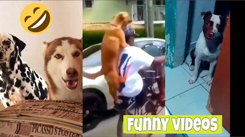 funny videos with dog and cat