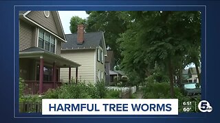 Harmful worm harming trees in Ohio