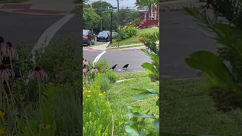 Baby crow & dad share a snack! #crows #birds