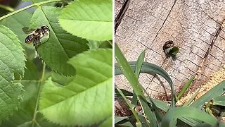 New homeowner drills holes to welcome fascinating leaf-cutting bees