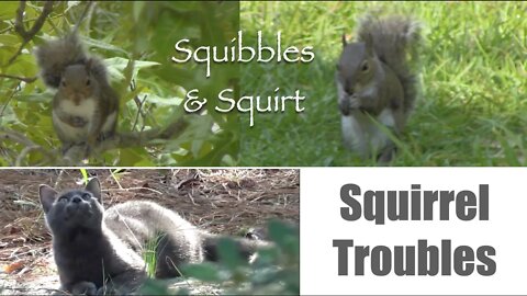 Squirrel Troubles
