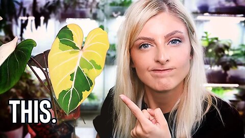 8 REALLY ANNOYING Variegated Rare Houseplants!