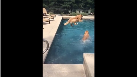 Dog Jumps Right On Top Of Sibling In Epic Slow Motion