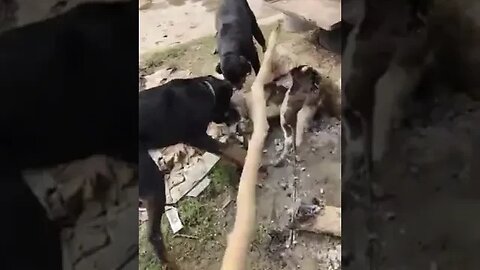 Dog Fighting With Each Other #dogfight #dogslife