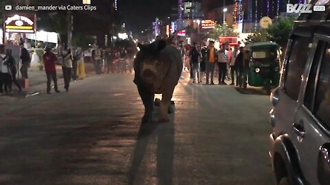 Rinoceronte passeia por cidade nepalesa