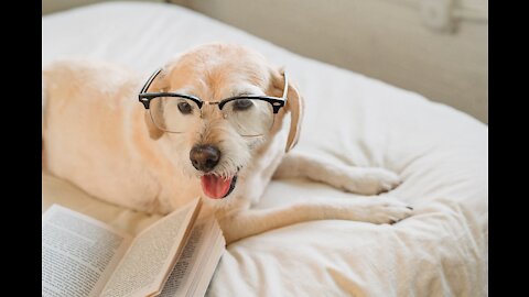 BEST TRAINING - To Develop Your Dog's "Hidden Intelligence"