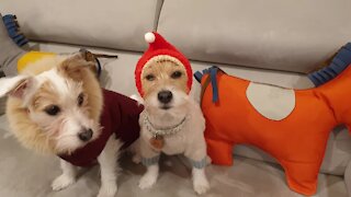 Jack Russell adorably shows off his new winter hat