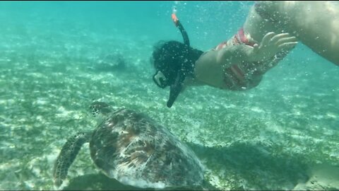 Swimming with the turtle