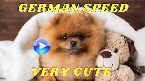 SPEED GERMAN PUPPIES PICTURES