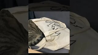 cat sleeping in a bag with cat on it