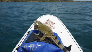 Paddleboarder Takes Lost Iguana On A Cruise Across Curacao