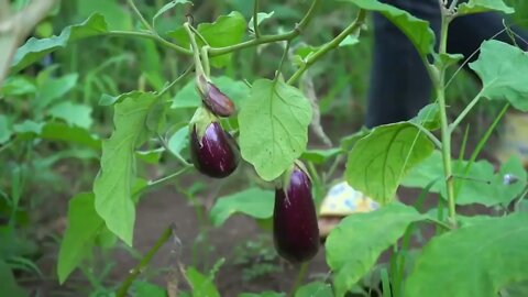 Yummy eggplant cooking / Eggplant recipe / Cooking with Sreypov