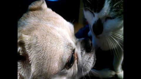 Sweet Cat Showers Dog with Love