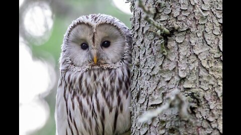 fluffy owl receives a cuddle