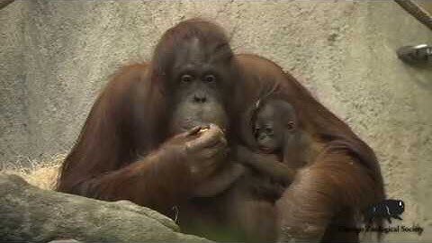 At Chicago's Brookfield Zoo, a two-week-old baby orangutan made her debut