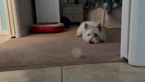 Westie plays with ball in the most adorable possible way