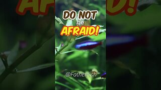 Do NOT be afraid of Ammonia in Fish Tank