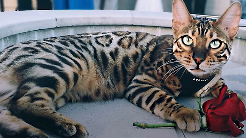 Pet of the Week: Harry and Izzy Bengal Cats