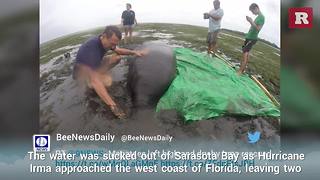 Stranded Manatees Saved By Irma Rescuers | Rare News