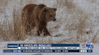Grizzly bears rescued from Argentina find new home in Colorado sanctuary