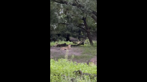 Meet the fastest land mammal in the world