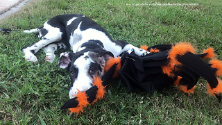Great Dane puppy plays with his spider Halloween costume
